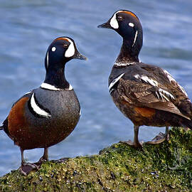 Harlequin Ducks by Susan Candelario