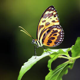 Harmonia Tiger Wing by Grant Glendinning