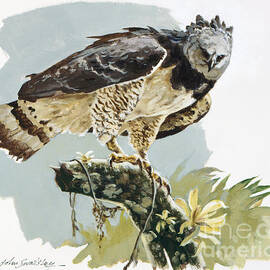 Harpy Eagle II by John Swatsley