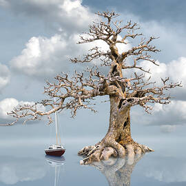 Haven by Moira Risen