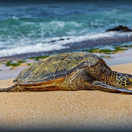 Hawaiian Honu by Kelley King