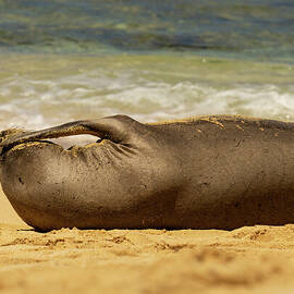 Hawaiian Monk Seal Face Palm by Nancy Gleason