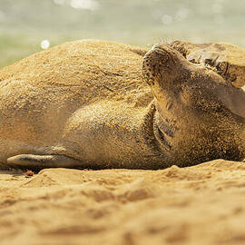Hawaiian Monk Seal in Bright Sunlight by Nancy Gleason