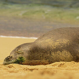 Hawaiian Monk Seal Naps on the Beach by Nancy Gleason