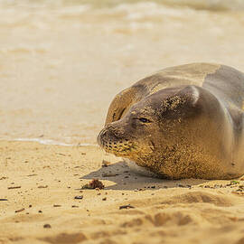 Hawaiian Monk Seal Ready for High Tide by Nancy Gleason