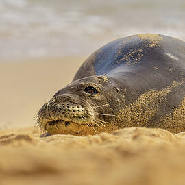 Hawaiian Monk Seal Wakes up from Nap by Nancy Gleason