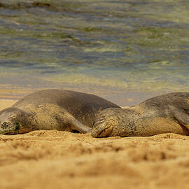 Hawaiian Monk Seals Napping on the Beach by Nancy Gleason