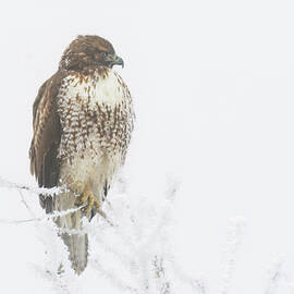 Hawk in the Frost by Mike Lee