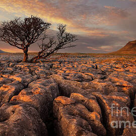 Hawthorne tree at sunset, White Scars, Ingleborough, Yorkshire Dales National Park, England by Neale And Judith Clark