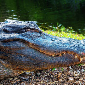 Head of a sleeping alligator in the Everglades, Florida by Miroslav Liska