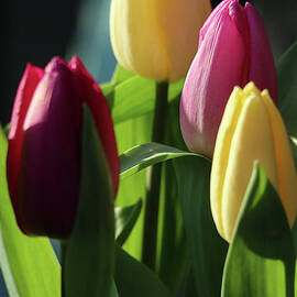 Tulips I by D Lee