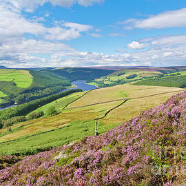 Heather on Derwent edge, Derbyshire Peak District, England by Neale And Judith Clark