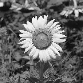 Helianthus monochrome by Richard Reeve