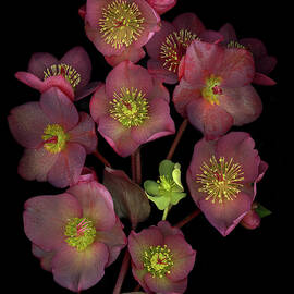 Hellebore Bouquet by Jean Noren