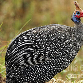 Helmeted Guinea Fowl in Kenyan Grassland by Natural Focal Point Photography