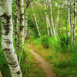 Hemlock Road, Sieur de Monts, Acadia National Park. by Jeff Sinon