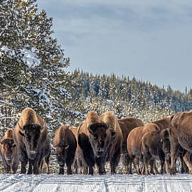 Herd of Bison in Snowy Forest by Marcy Wielfaert