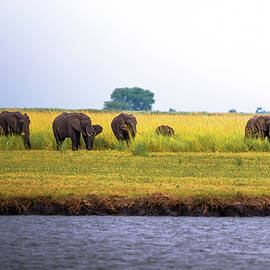 Herd of elephants grazing in Chobe National Park, Botswana by Miroslav Liska