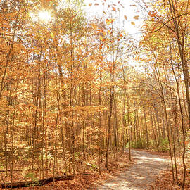 Hermon Woodlands Autumn Light Lima Ohio by Dan Sproul