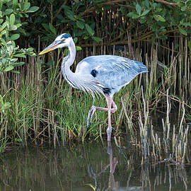Heron at the Mangroves  South Padre Island by Debra Martz