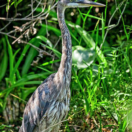 Heron Portrait by Kelley King