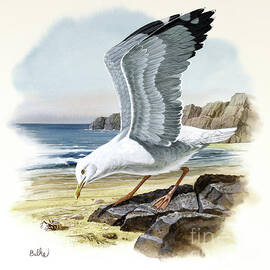 Herring Gull by Don Balke