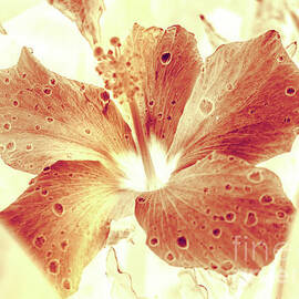 Hi-biscus by Jorgo Photography