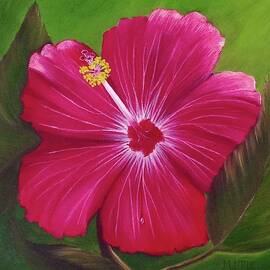 Hibiscus by Marlene Little