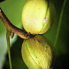 Hickory Nuts by Steven Nelson