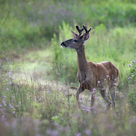 Hidden Valley by James Overesch
