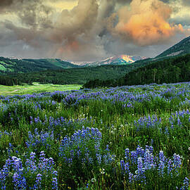 High Country Lupine by Jon Snyder