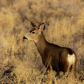 High Desert Muley by Mike Lee