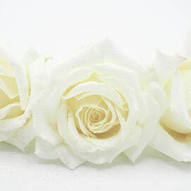 High Key Misty Sisters by Joe Schofield