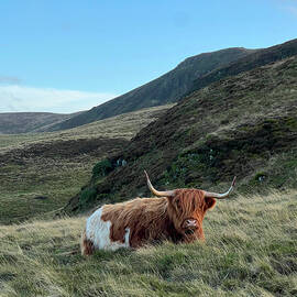 Highland Cattle by Charlotte Reeve