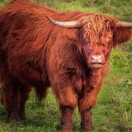 HIghland Cattle VT by Susan Candelario