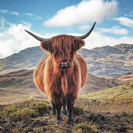 Highland Cow Loch Lomond and Trossachs Park by Grant Glendinning