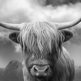 Highland Cow - Mountain by Grant Glendinning
