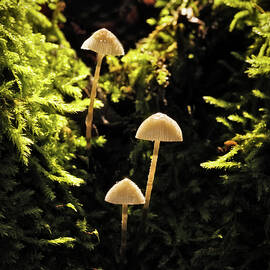 Highlighted Mushroom Trio by Jean Noren