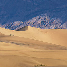 Hiking Mesquite Dunes - Trekking in the rolling sands of Death Valley by Mike Lee