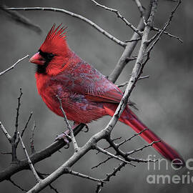 Hill Country Cardinal Selective Color by Ron Long Ltd Photography