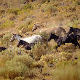 Hillside Gallop  by Mike Lee
