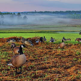 Hilltop Goose Hunt Over Valley Fog by Dale Kauzlaric