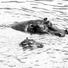 Hippo 1B by Sally Fuller