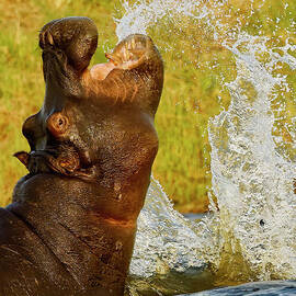 Hippo Splashes in Water After Sparring by Natural Focal Point Photography