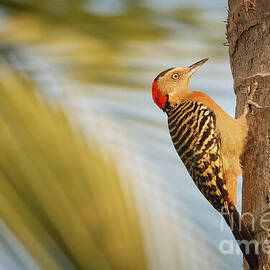 Hispaniola Woodpecker in the Dominican Republic by Natural Focal Point Photography