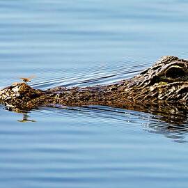 HITCHHIKER Gator 36A by Sally Fuller