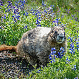 Hoary Marmot in Subalpine Lupine #3 by Nancy Gleason