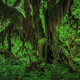 Hoh Rainforest Dripping Moss, Washington State by Abbie Matthews
