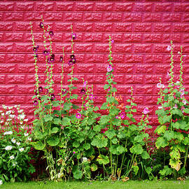Hollyhocks Against a Red Walll by Mary Lee Dereske