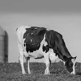 Holstein Dairy Cow BW by Susan Candelario